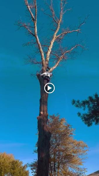 Slatt's Trees
