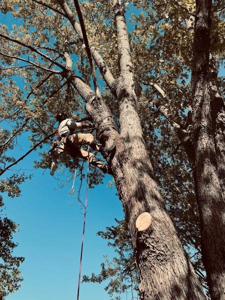 Slatt's Trees