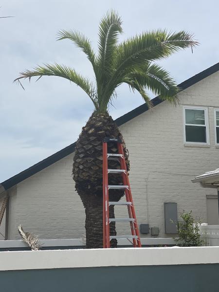 Leo's Tree Trimming
