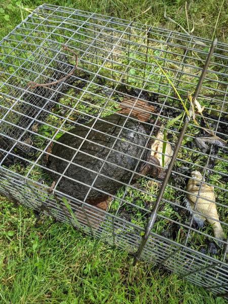 Varmint Gitter LLC