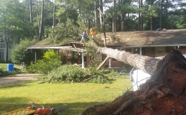 Empire Tree Experts