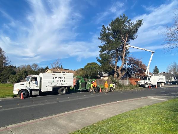 Empire Tree Experts