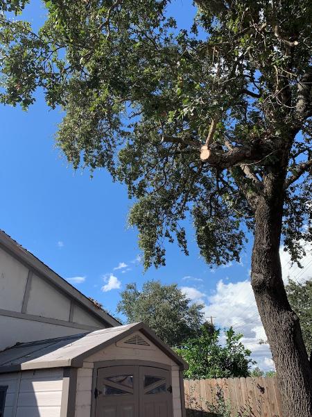 Empire Tree Experts