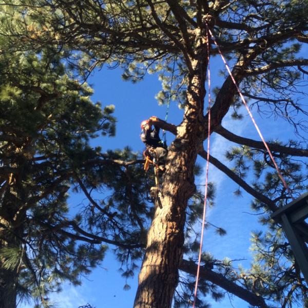 LAM Tree Service