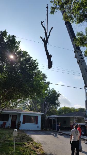 Sunrise Tree Service