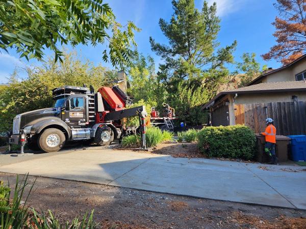 Hamilton Tree Service