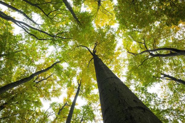 Nature's Touch Tree Care and Landscaping