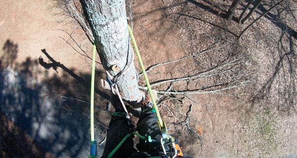 Bar & Blade Tree Service