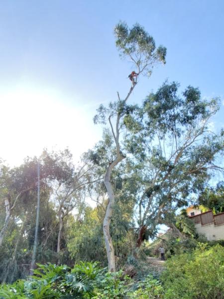 Profesional Grade Tree Care
