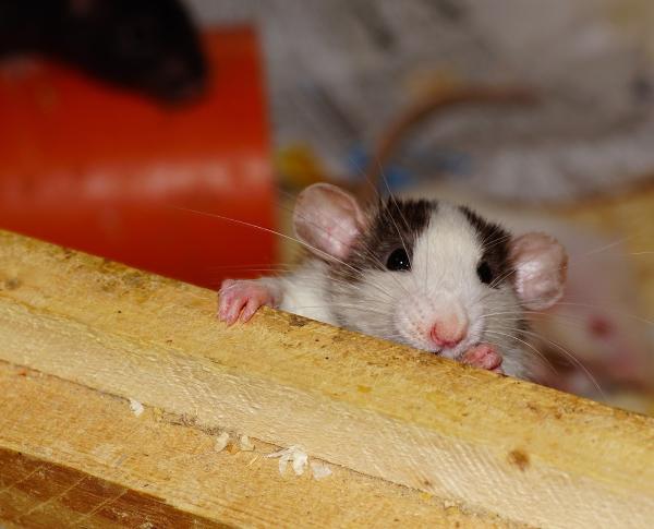 Croach Pest Control