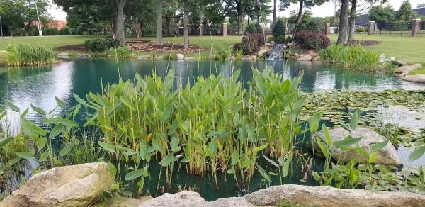 All In Landscape Management