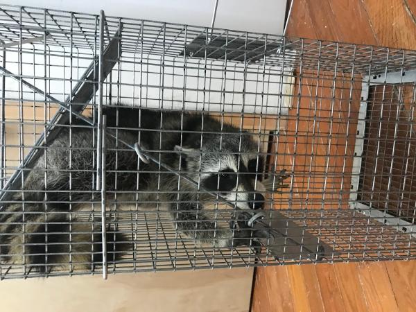 Animal Control Ny/nj
