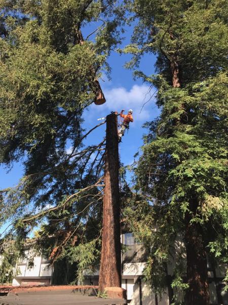 Horizon Professional Tree Management