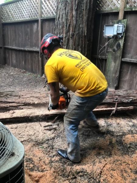 Horizon Professional Tree Management