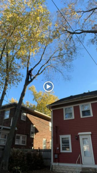Nova Tree Care LLC