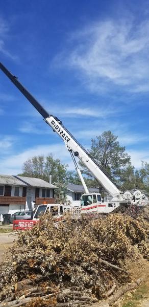 Dynasty Tree Experts