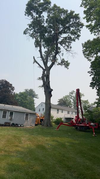 Andy's Tree Service LLC
