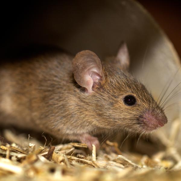 Torrance Rodent Control & Removal