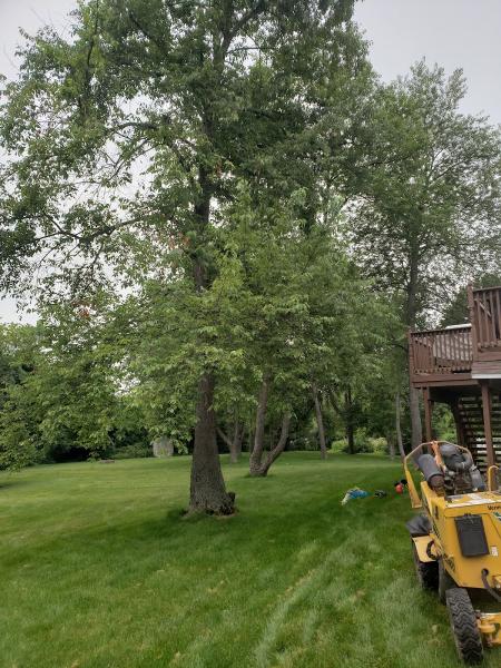 Labean's Tree Service