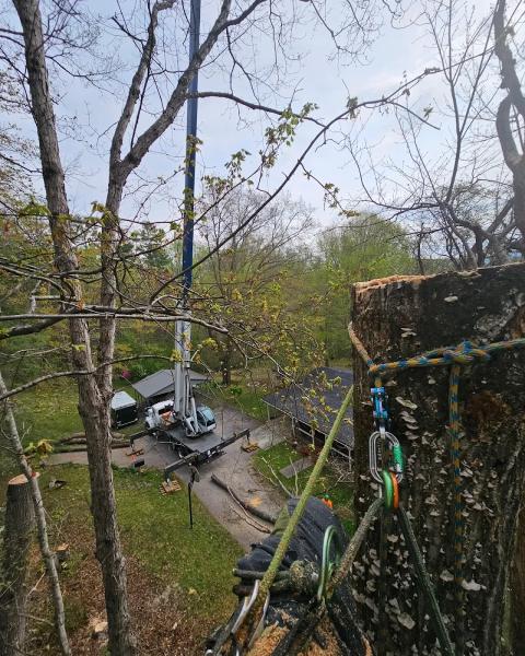 Nick Greene's Tree Services