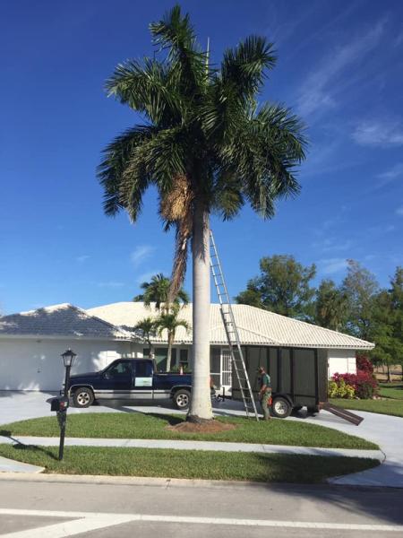 LA Tree Trimming & Removal Inc.