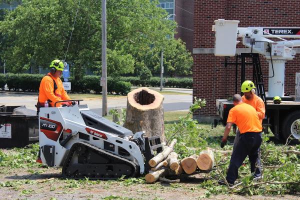 Lumberjack Tree Service