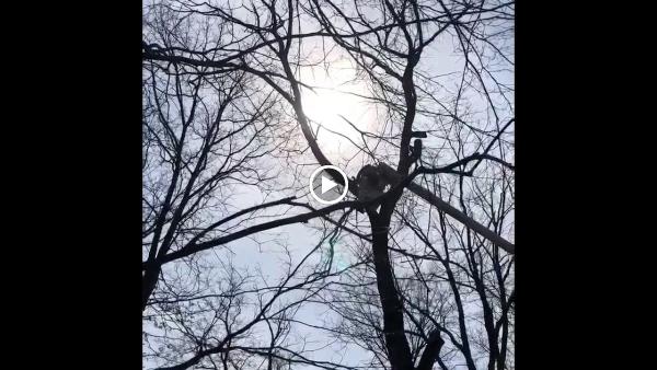 Usaf Tree Service