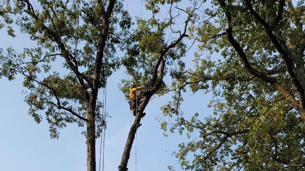 Hernandez Complete Tree Services