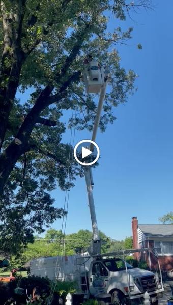 Hernandez Complete Tree Services