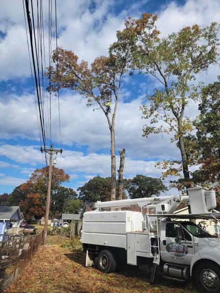 Hernandez Complete Tree Services