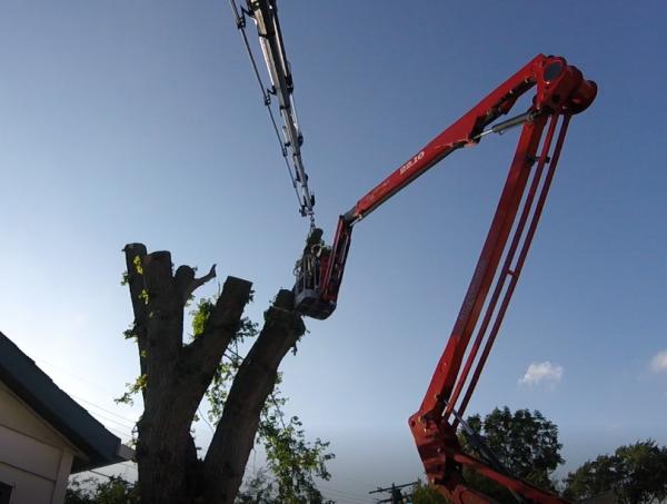Forester Tree Service