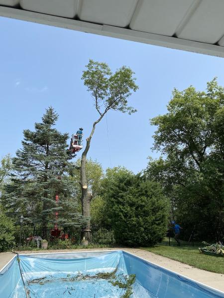 Forester Tree Service