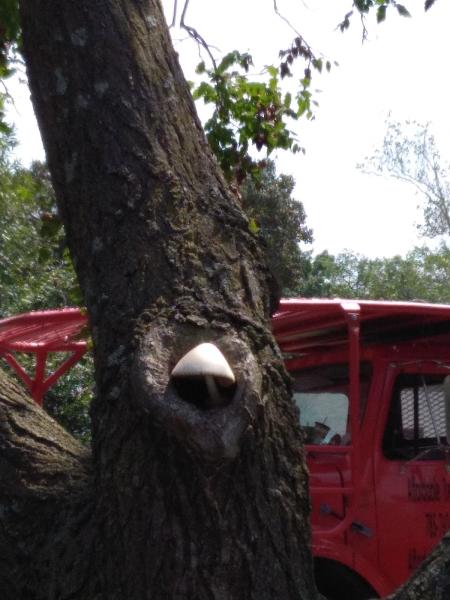 Affordable Tree Service 