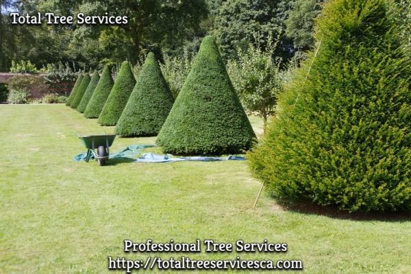 Total Tree Services