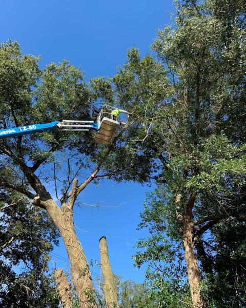 Mid Florida Tree Care