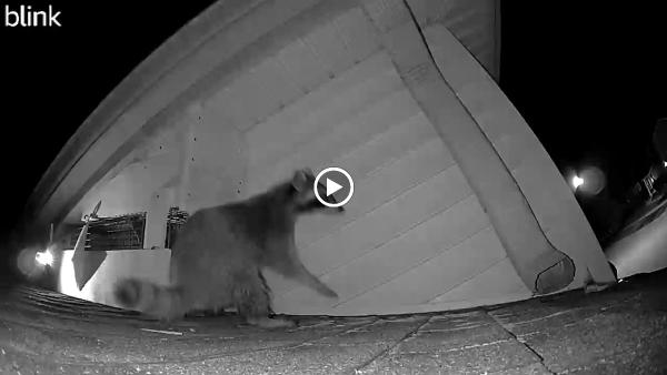 Intense! Pest Control