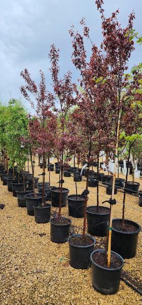 Shademaster Nursery
