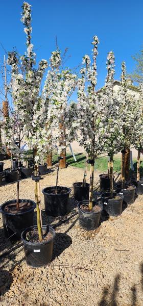 Shademaster Nursery