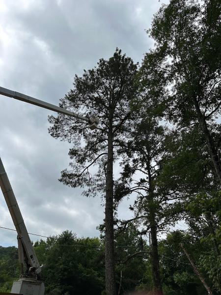 Mountaineer Tree Service