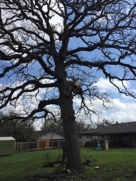 Gil's Tree Services