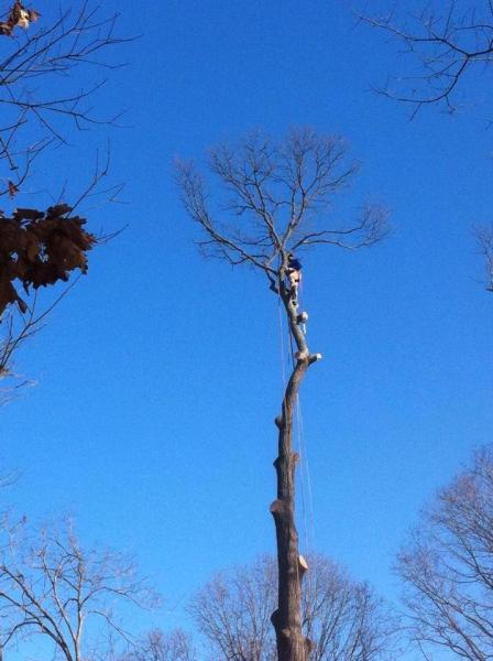 Tall Tree Service