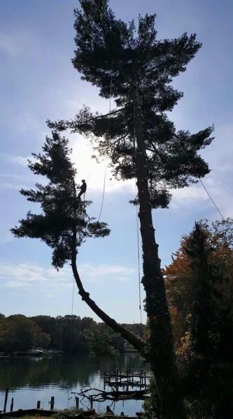 Tall Tree Service