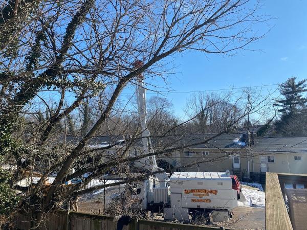 All Branched Out Tree Experts