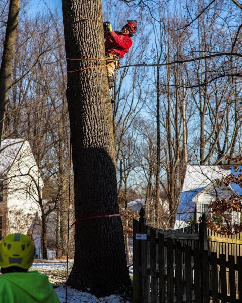 All Branched Out Tree Experts