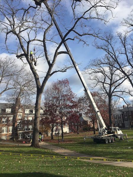 Arborist Services