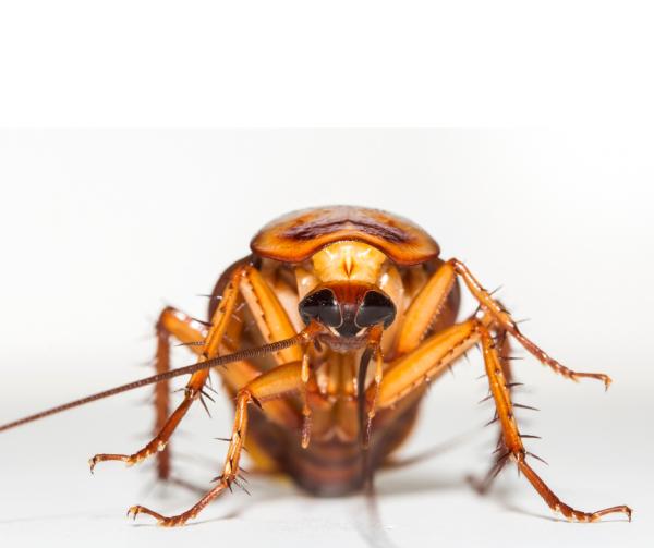 Arrow Termite & Pest Control