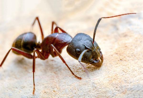 Arrow Termite & Pest Control