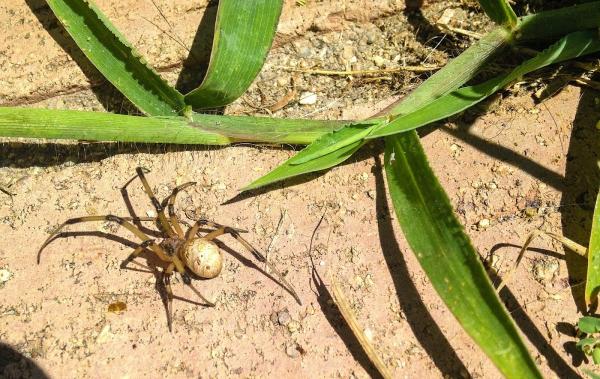 Go-Pher the Kill Pest Control Riverside