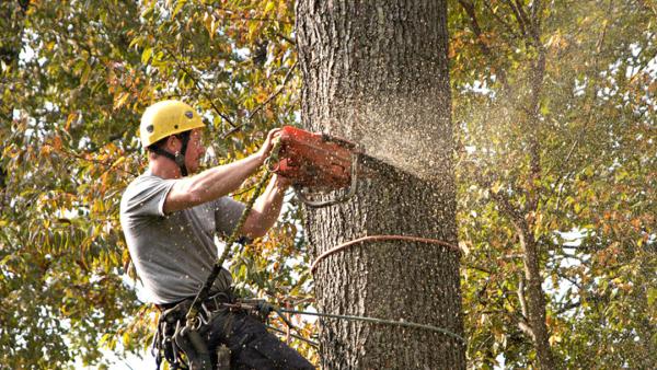 American Tree Company