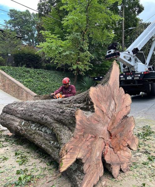 Superior Tree Service